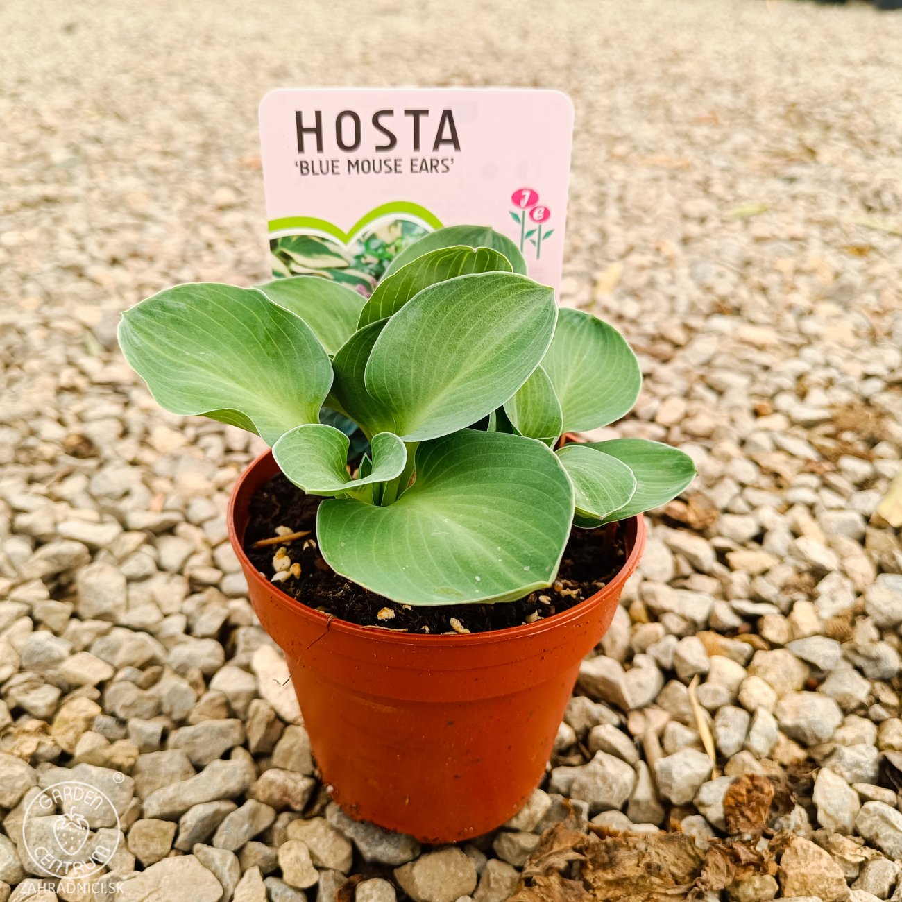 Obrázok Funkia ( Hosta) ´BLUE MOUSE EARS´ - kont. P11